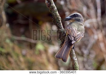 Yellow Flycatcher Posing In The Vertical Branch With A Fly In Its Beak