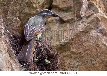Yellow Flycatcher Bringing Food To Its Chicks In The Nest