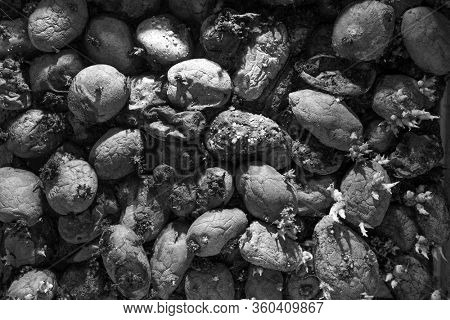 Pile of rotting potatoes waste. Heap of rotten potatoes cornered. Composting concept