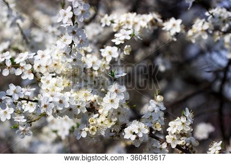 Cherry Plum Branches With White Flowers And Young Leaves, Spring Concept.