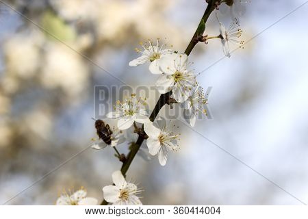 Cherry Plum Branches With White Flowers And Young Leaves, Spring Concept.