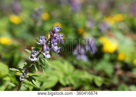 First Spring Flowers In A Forest. Fumewort, Corydalis Solida Blooming In April