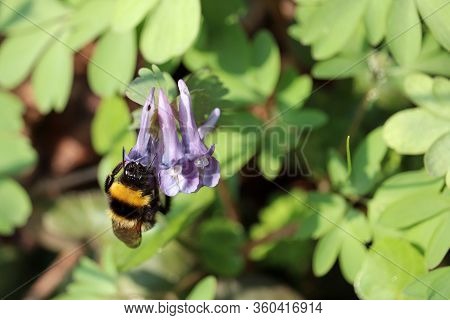 Bumblebee Collects Pollen And Nectar On First Spring Flowers In A Forest. Fumewort, Corydalis Solida
