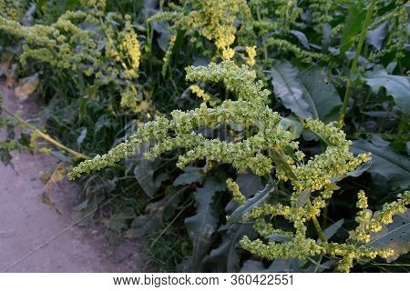 Horse Sorrel During The Flowering Period. Rumex Confertus. Horse Sorrel On The Side Of A Rural Road.