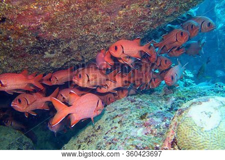 Shoal Of Red Blotcheye Soldier Fish Hidden Under Reef - Myripristis Murdjan