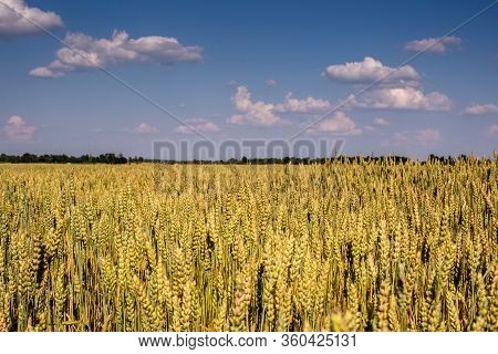 Yellow Wheat Field Against The Blue Sky In Summe In Eastern Europe, The Main Food For People.