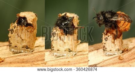 Hatching Of  Red Mason Bee Pollinator, Osmia Rufa