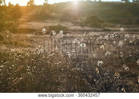 Mountain Meadow At Golden Hour. Beautiful Landscape During The Golden Hour. Crimea. Ai-petri