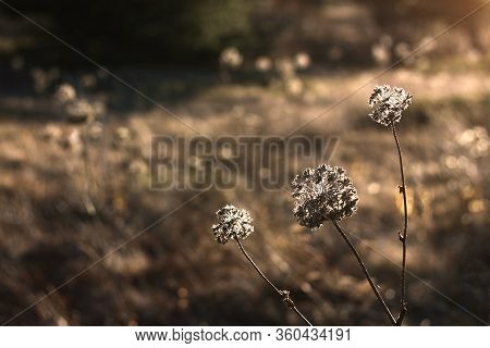 Dry Herbs At Golden Hour. Beautiful Landscape During The Golden Hour.