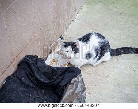 Black And White Street Cat Sits Near An Impromptu Bowl Of Food Next To A Box Covered With Old Clothe