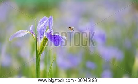 Violet Iris Flowers (iris Germanica) On Blurred Green Natural Garden Background