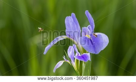 Violet Iris Flowers (iris Germanica) On Blurred Green Natural Garden Background