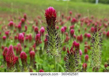 Closeup Of Deep Red Crimson Clover Flower Standing Tall As It Blooms In A Patch Of Clover Growing In