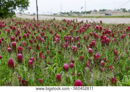 Crimson Clover Flowers Blooming In A Bold Patch Of Deep Red And Bright Pink As They Fill A Roadside 