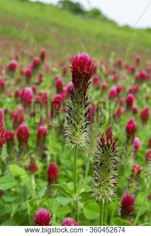 Closeup Of Deep Red Crimson Clover Flower Standing Tall As It Blooms In A Patch Of Clover Growing In