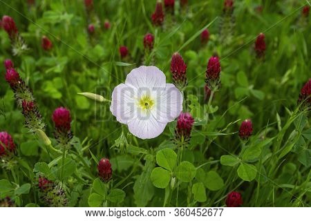 A Delicate, Light Pink And Yellow Buttercup Flower Contrasted Against The Dark Red Of A Patch Of Cri