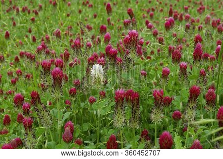 Single White Clover Making A Bold Statement As It Stands Out In Blanket Of Deep Red Crimson Clover F