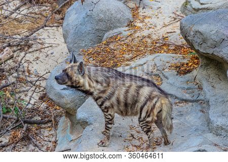 Striped Hyena (hyaena Hyaena) On A Ground