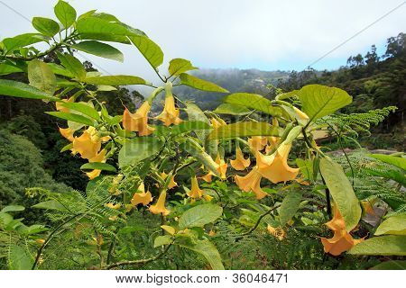 Datura, hallucinogenic plant  Madeira