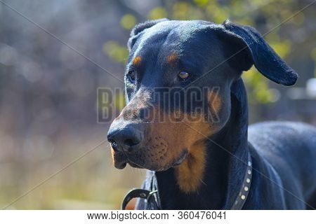 Doberman Dog Head With Ears. Portrait Of A Left Side View.