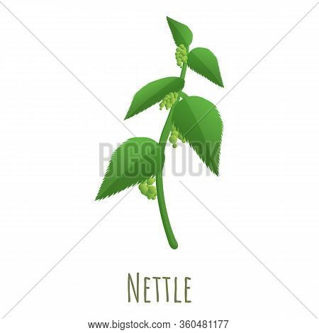 Nettle Plant Icon. Cartoon Of Nettle Plant Vector Icon For Web Design Isolated On White Background