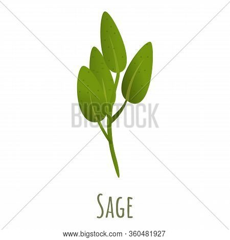 Sage Plant Icon. Cartoon Of Sage Plant Vector Icon For Web Design Isolated On White Background