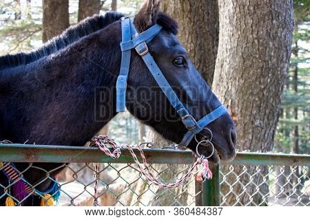 Close-up Of Dark Horse Head Shoot At Katra, Jammu
