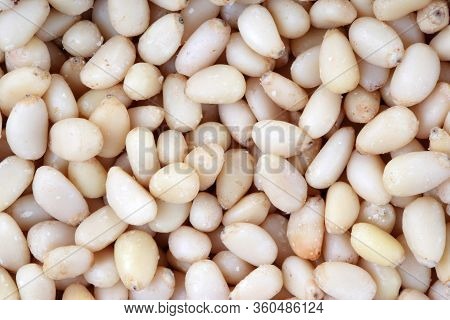 Many Cedar Nut  At Dry Sunny Summer Day