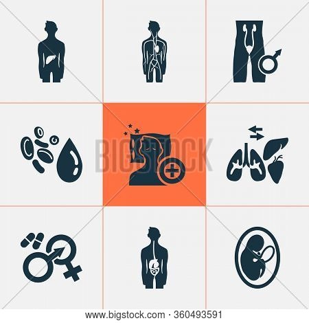 Anatomy Icons Set With Gastroenterology, Andrology, Sleep Medicine Arterial Elements. Isolated Illus