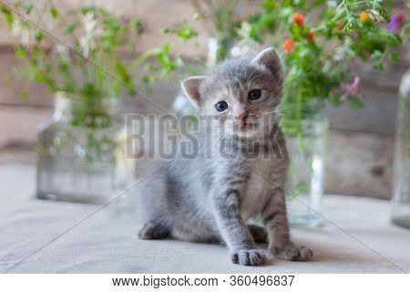 Cute Gray Tree-week-old Kitten Is Looking Curious Directly Into The Lens. Kid Animals Veterinary Con
