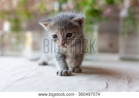 Cute Tree-week-old Kitten Takes Its First Steps. Greeting Card With Little Fluffy Cat . Kid Animals 