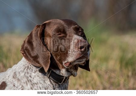 Deutsch Kurzhaar German Short-haired Pointing Dog. Kurzhaar Is A Slender And Even Lean Dog.