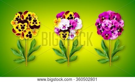 Three Offbeat Flowers On A Yellow-green Background. Composition Of Multi-colored Pansies With Peony 