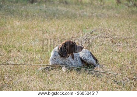 Deutsch Kurzhaar German Short-haired Pointing Dog. Kurzhaar Is A Slender And Even Lean Dog.