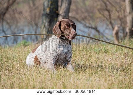 Deutsch Kurzhaar German Short-haired Pointing Dog. Kurzhaar Is A Slender And Even Lean Dog.