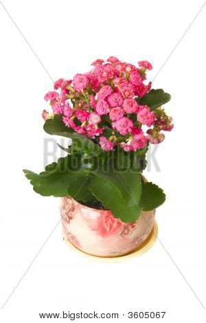 Flower Pot