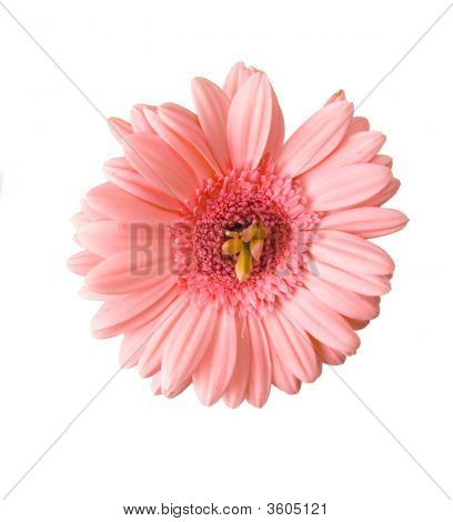 Epätavallinen Gerbera