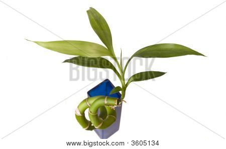 Bamboo maljakko