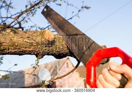 Closeup Of A Branch On A Tree With A Saw.