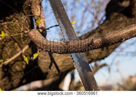 Closeup Of A Branch On A Tree With A Saw.