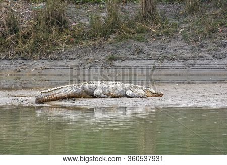 Crocodile At Chitwan National Park In Nepal