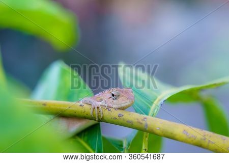 Close Up Macro Concept Garden Lizard Oriental Garden Lizard, Eastern Garden Lizard, Changeable Lizar
