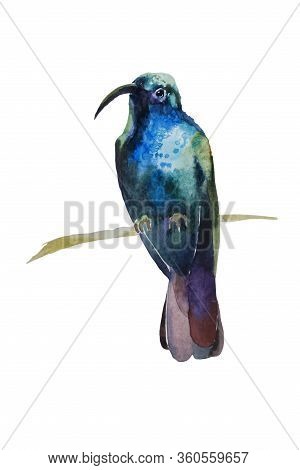 Watercolor Painting Of Blue Humming Bird With Shiny Feathers Siting On The Twig Isolated On White Ba