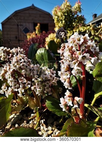 A Close Up View Of The White Flowers Of A Bergenia Bressingham White In Springtime.