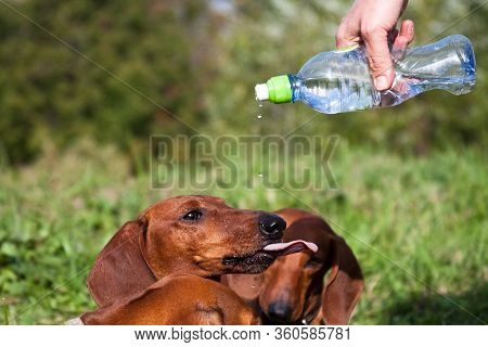 Red Dachshunds Drink Water, Sticking Out Their Tongue, On Which Drops Are Dripping.