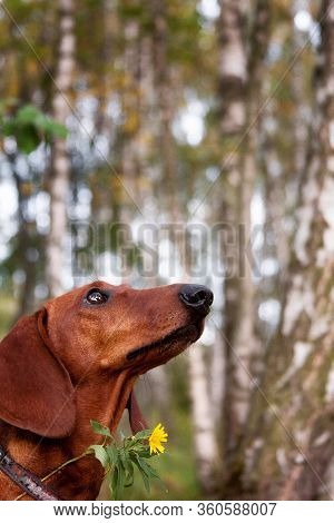 Photo Portrait Of A Flirty Red-haired Dachshund Dog With A Yellow Flower Against A Background Of Bir