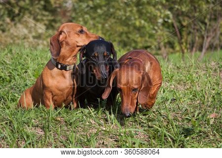 Red And Black Dachshunds Are Diagonally On The Grass In Nature, Tilting Their Heads