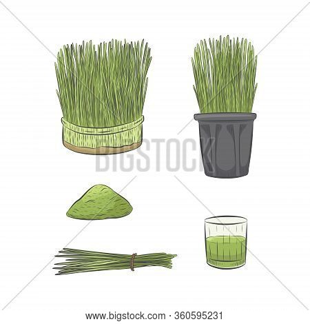 Green Wheatgrass Growing Vector Collection. Glass Of Green Raw Juice. Hand Drawn Healthy Nutrition S