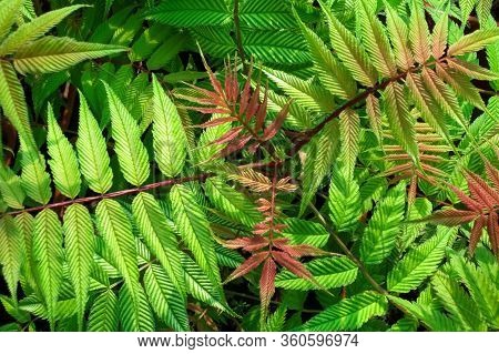 Top View Green Red Leaves Of Sorbaria Sorbifolia.