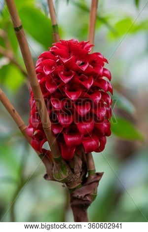 Close Up Of A Flower On An Indonesian Wax Ginger (tapeinochilos Ser) Plant